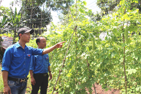 Thanh niên Ea Phê xung kích phát triển kinh tế