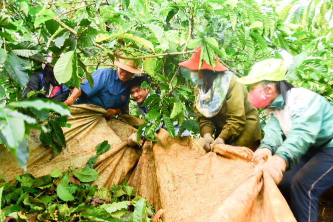 Hái cà phê gây quỹ “ngăn dòng bỏ học”