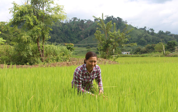 Tuổi trẻ xung kích phát triển kinh tế