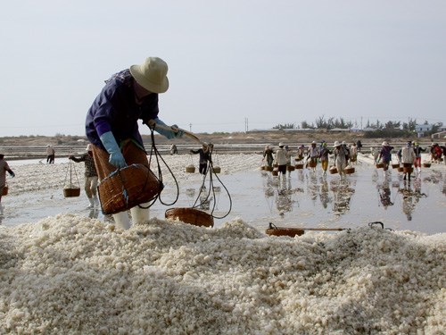 Muối nhập ép chết muối nội