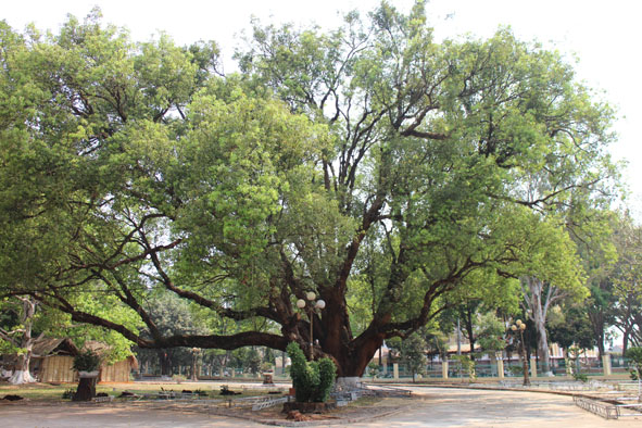 Cây di sản ở Tây Nguyên