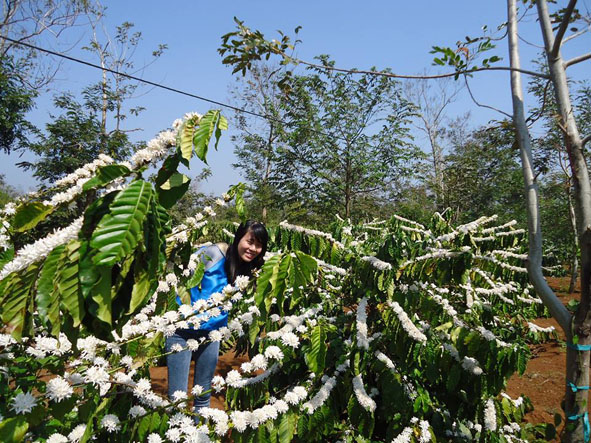 Lên Đắk Lắk thưởng lãm sắc hương cà phê