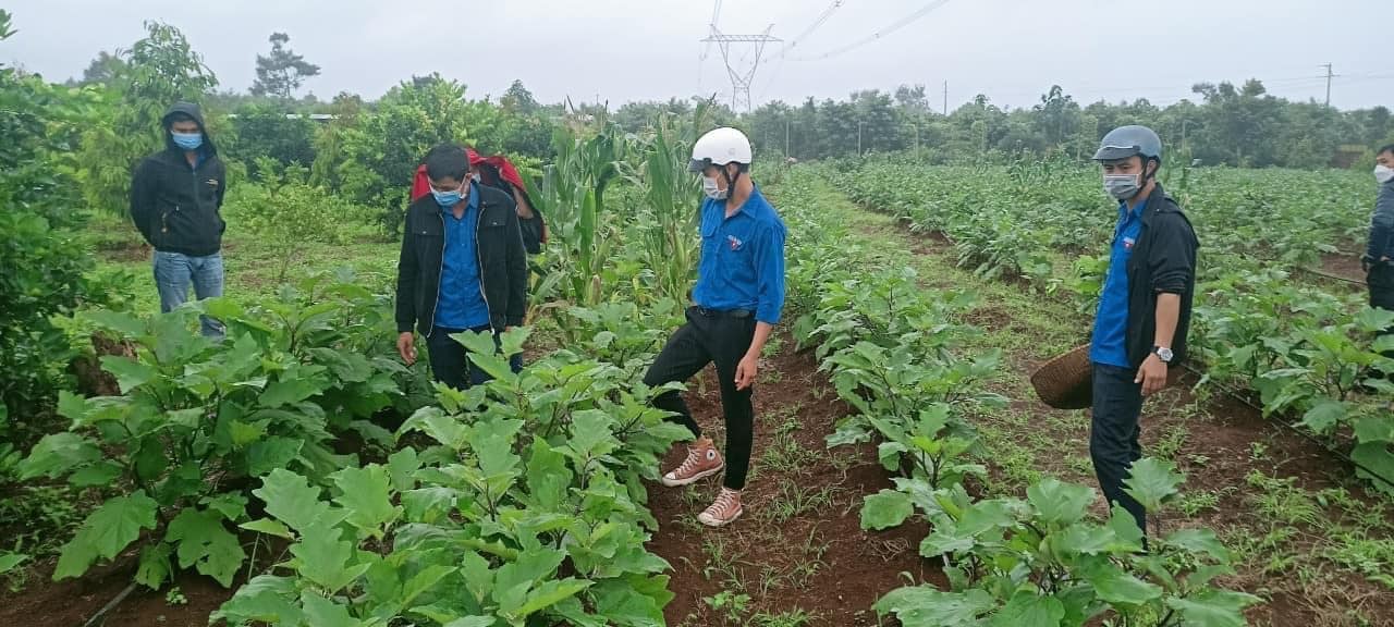 MÔ HÌNH TỔ HỢP TÁC KHỞI NGHIỆP TRỒNG CÀ TÍM CỦA ĐOÀN XÃ EA NING, HUYỆN CƯ KUIN