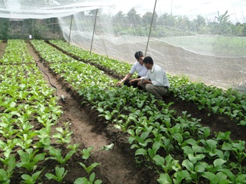 Hội thảo chuyển giao nhân rộng mô hình trồng rau sạch trong nhà lưới