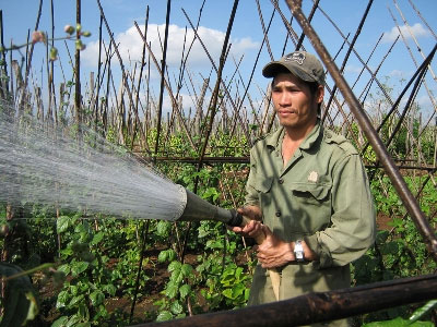 Thoát nghèo từ rau